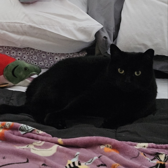 Meet your Posher🌌🌲 - Picture 12 of 16